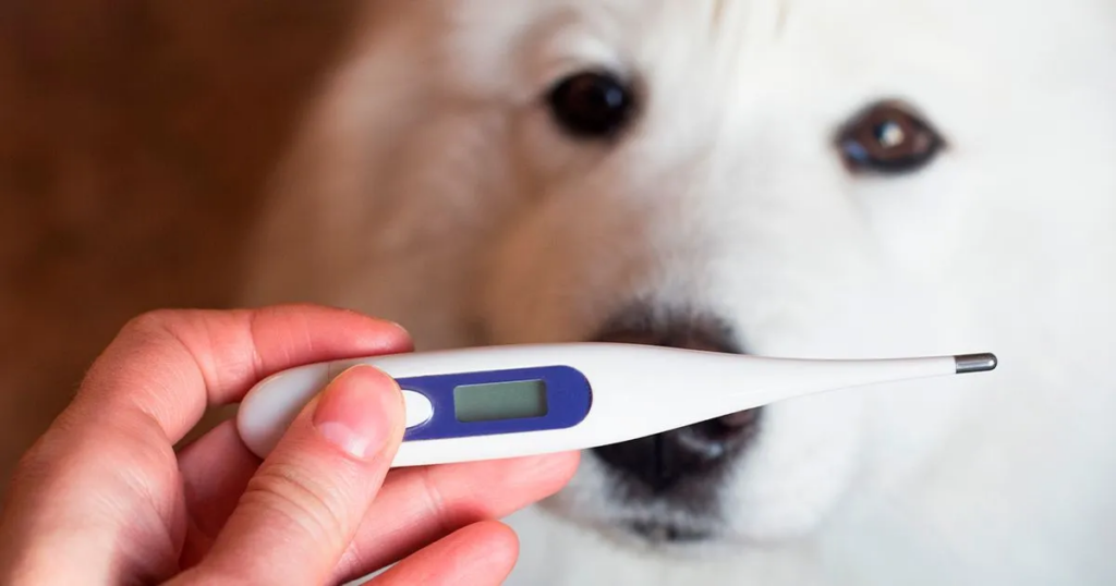 Maintenir la température normale de votre chien